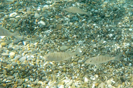 Marmorbrasse